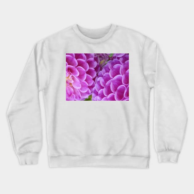 Close Up on the Pink Crewneck Sweatshirt by PictureNZ